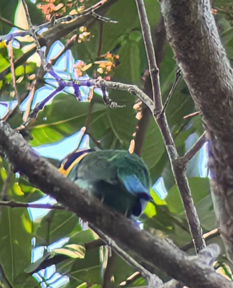Long-tailed Broadbill (Psarisomus dalhousiae), photo 8