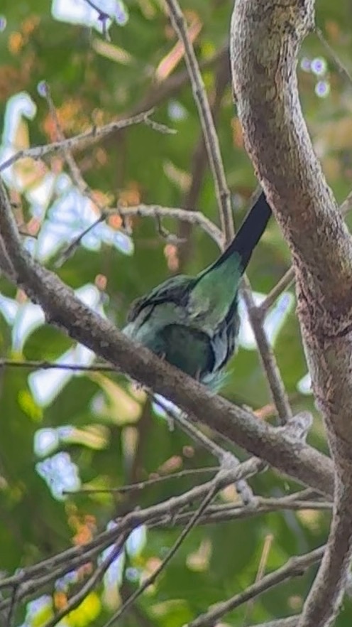 Long-tailed Broadbill (Psarisomus dalhousiae), photo 9