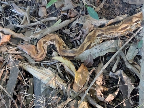 Madagascar Ground Boa