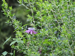 Passiflora loefgrenii, photograph (c) Fabrício Mil Homens Riella, some rights reserved (CC BY)