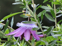 Passiflora loefgrenii