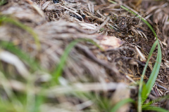 Platybunus