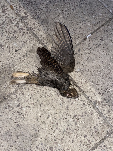 Chuck-will's-widow (Antrostomus carolinensis), photo 9