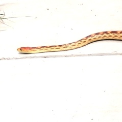 Pituophis vertebralis