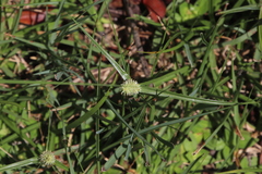 Cyperus cristatus