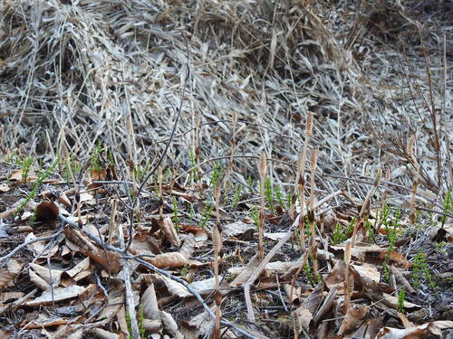 field horsetail