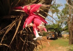 Tillandsia recurvifolia