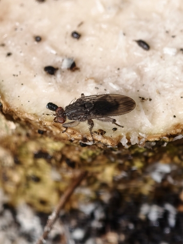 Suillia oceana