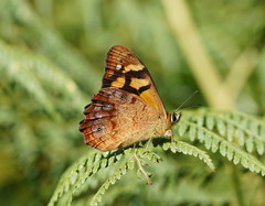 Heteronympha banksii