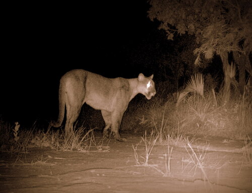 Mountain Lion