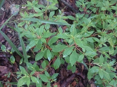 Peperomia liebmannii
