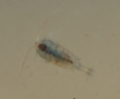 Neocopepoda