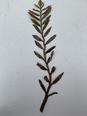 Stephanocystis