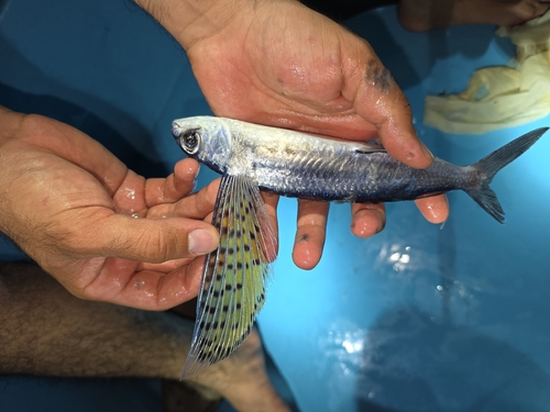 Beautyfin flyingfish (Cypselurus callopterus) — Exocoetidae