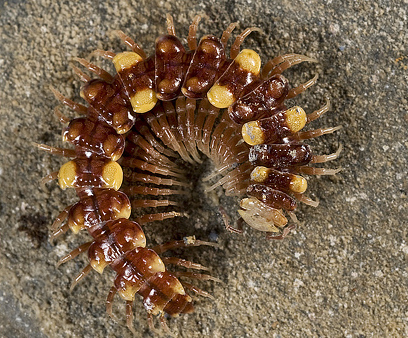 Collared flat-backed millipede