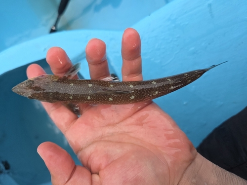 Sechura lizardfish (Synodus sechurae) — Synodontidae — 2