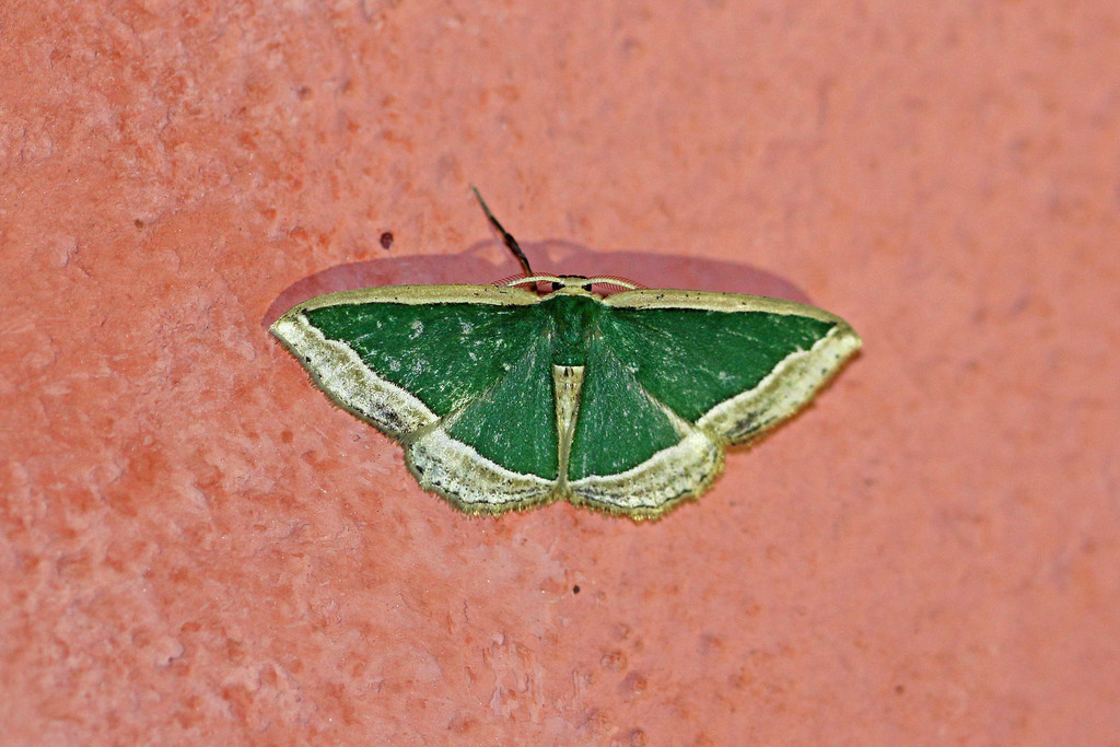 Archichlora subrubescens