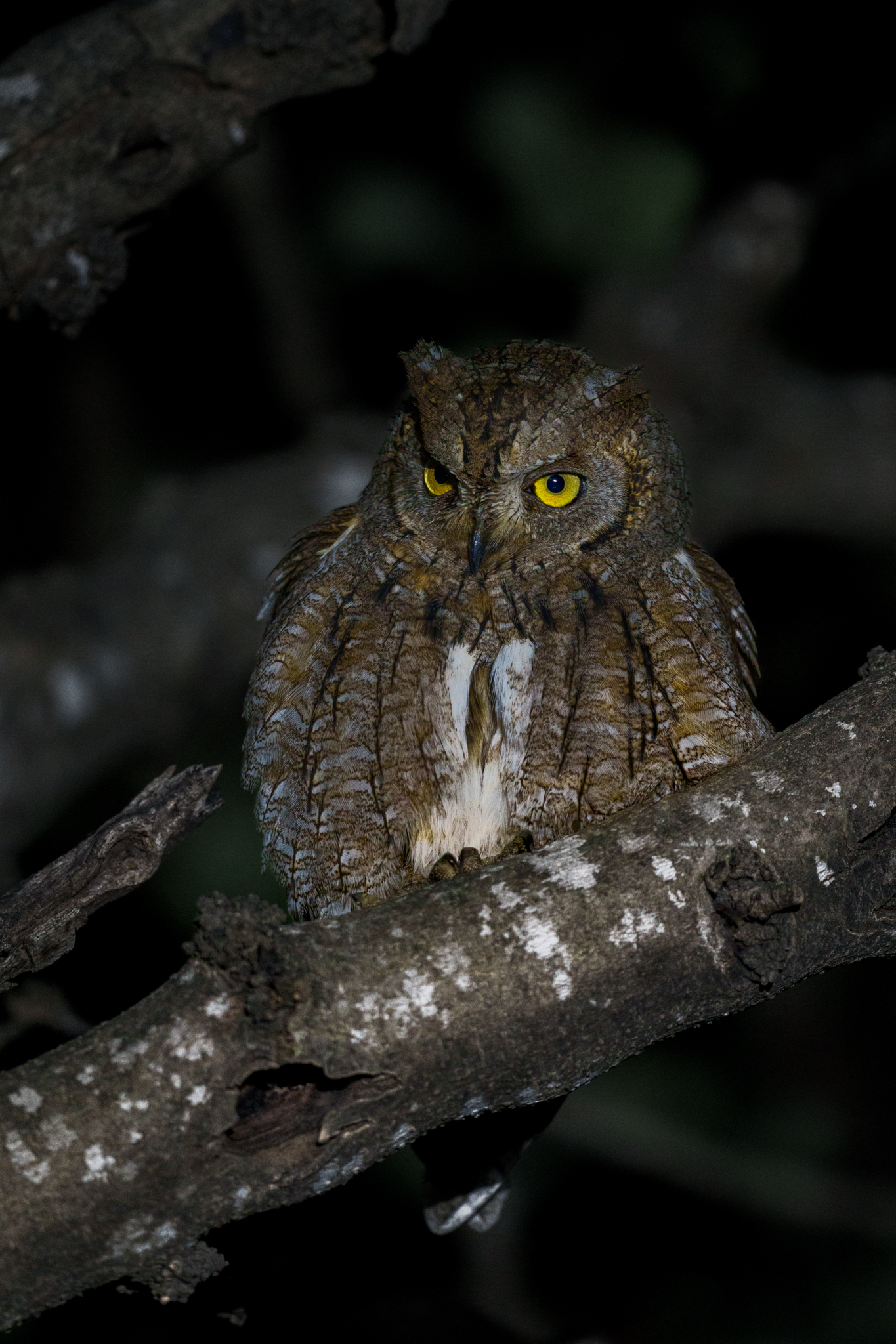 Eurasian Scops Owl (Otus scops), photo 5