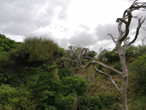 Image of Kunzea amathicola by (c) Andy McKay, some rights reserved (CC BY)