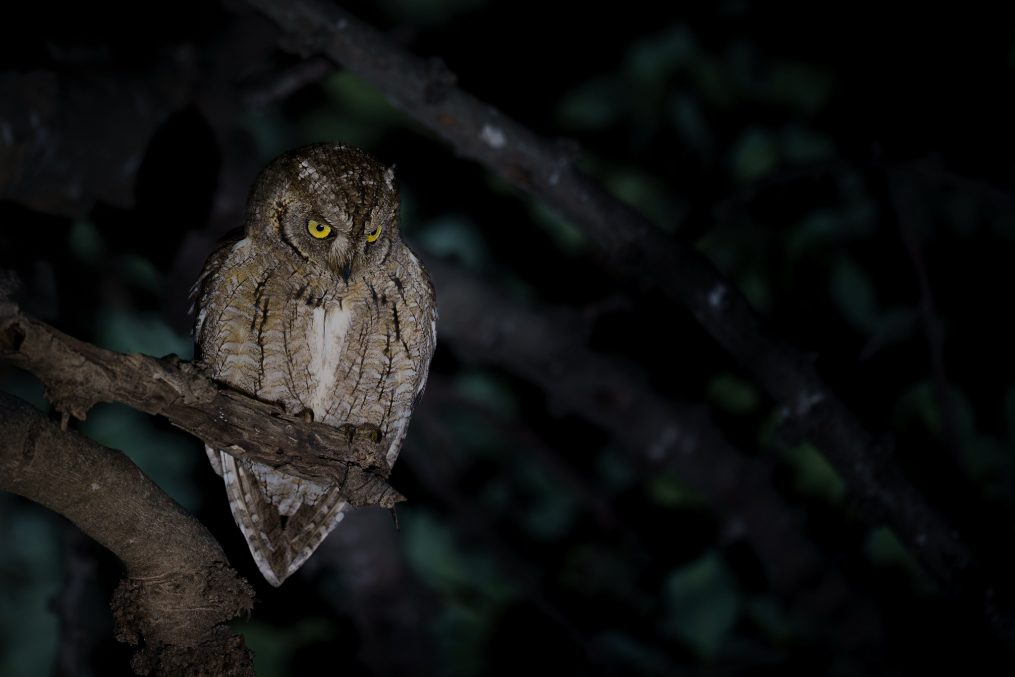 Eurasian Scops Owl (Otus scops), photo 4