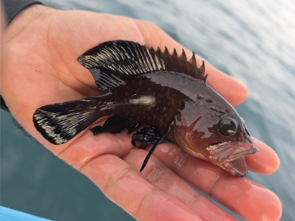 Grouper (Hyporthodus acanthistius) — Serranidae