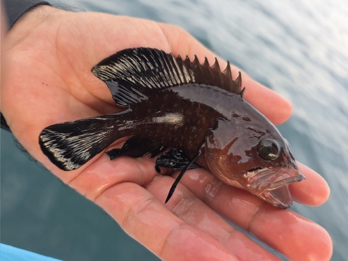 Grouper (Hyporthodus acanthistius) — Serranidae