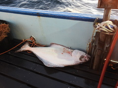 Hippoglossus stenolepis