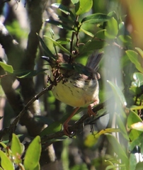 Prinia hypoxantha