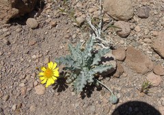 Trichocline caulescens