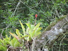 Aechmea calyculata, photograph (c) Fabrício Mil Homens Riella, some rights reserved (CC BY)