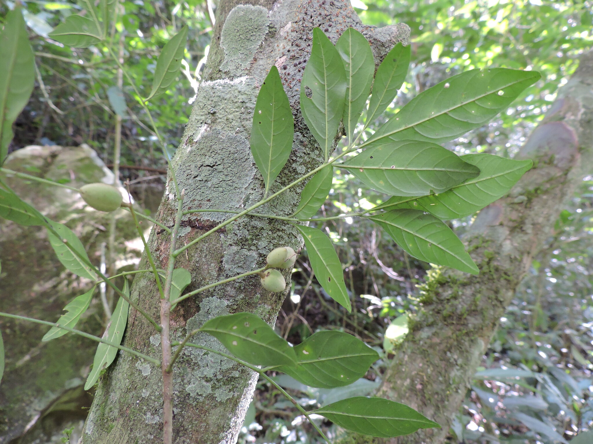Trichilia elegans