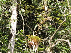Vriesea friburgensis, photograph (c) Fabrício Mil Homens Riella, some rights reserved (CC BY)