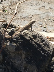 Sceloporus occidentalis