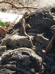 Sceloporus occidentalis