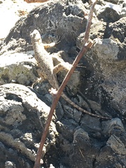 Sceloporus occidentalis