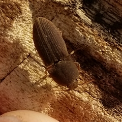 Agrypnus rectangularis