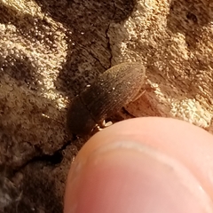 Agrypnus rectangularis