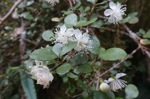 Neomyrtus pedunculata (Hook.fil.) Allan