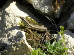 Darevskia daghestanica