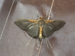 Filodes costivitralis