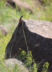 Pseudocordylus melanotus