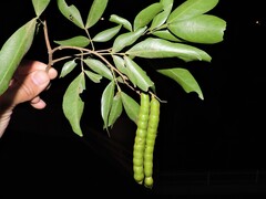 Inga marginata