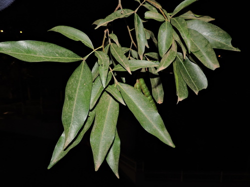 Inga marginata, photograph 1