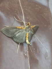 Filodes costivitralis