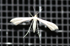 Pterophoroidea