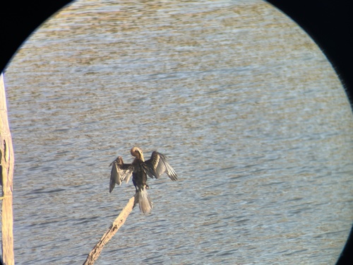 Oriental Darter