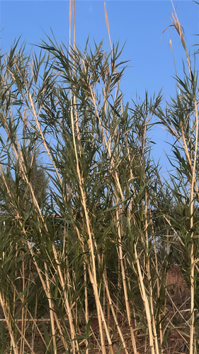 giant reed