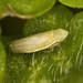 Arthaldeus pascuellus - Photo (c) solomon hendrix, algunos derechos reservados (CC BY-NC), subido por solomon hendrix