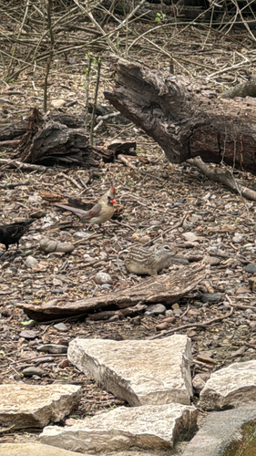 Rio Grande Ground Squirrel observed by slewis111