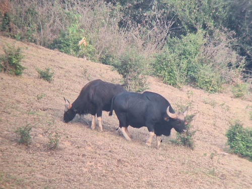 Gaur
